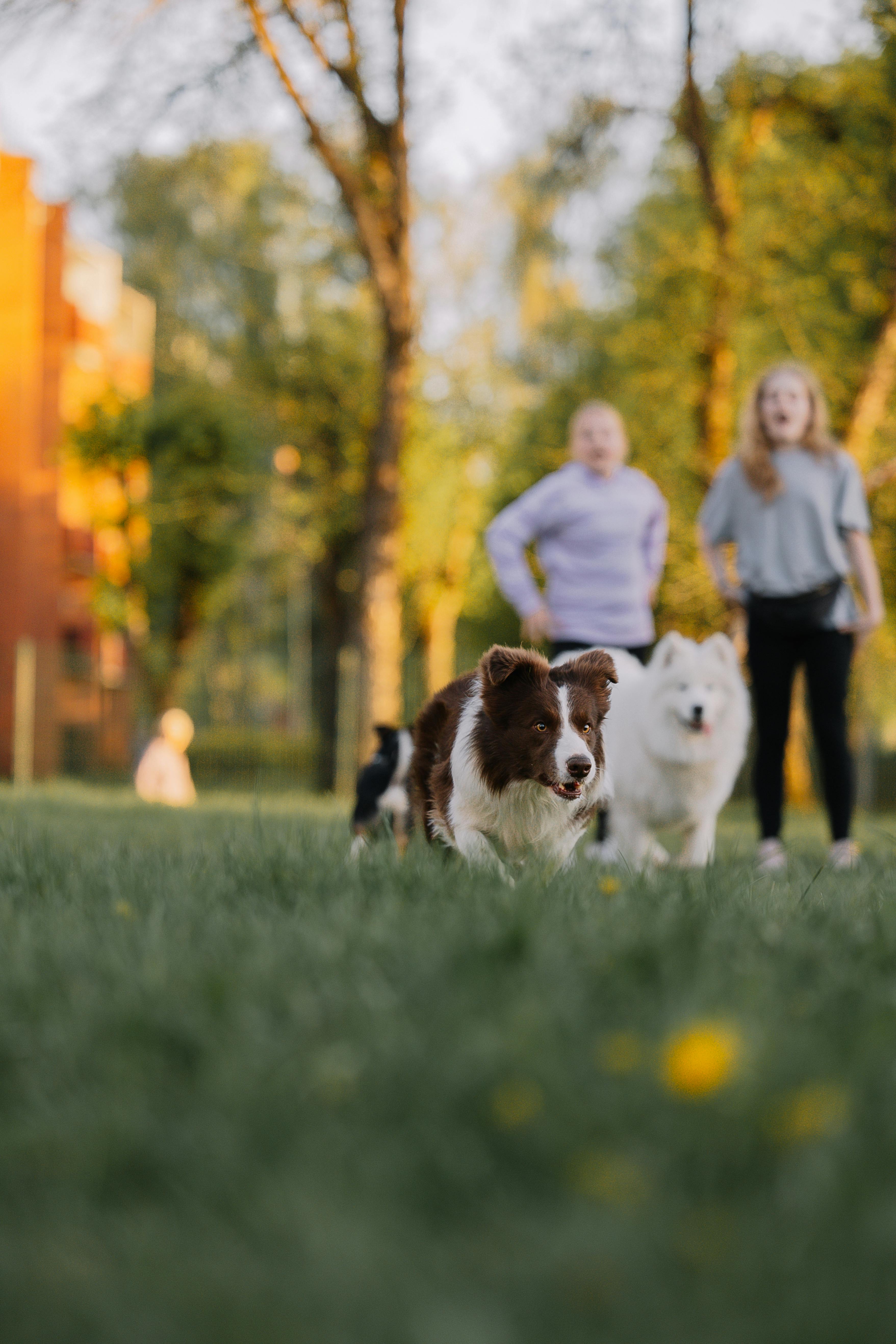 Two happy dogs running across a clean, freshly maintained park lawn with their owners behind them